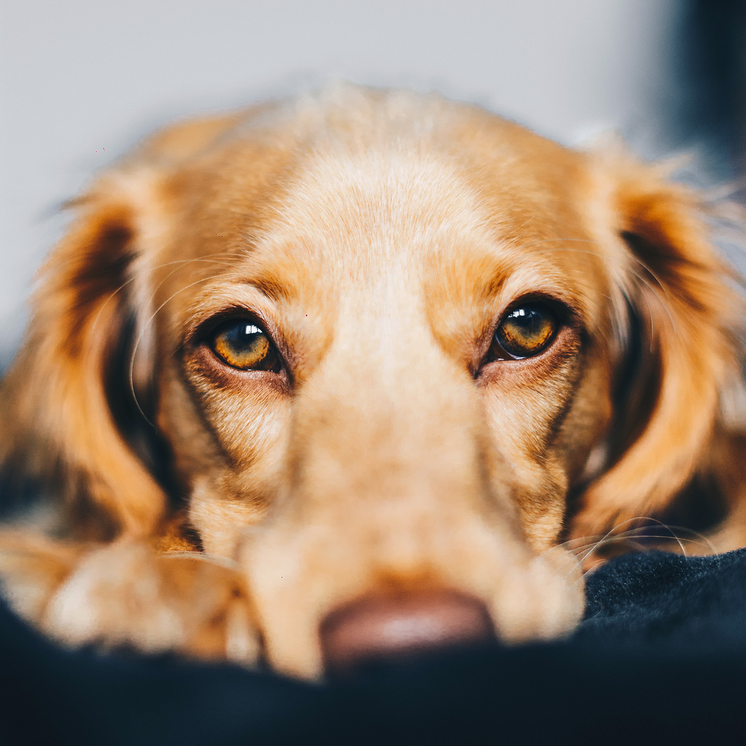 biogo-magazyn-zmieniajzbiogo-dlaczego-warto-posiadac-zwierzeta-domowe-5