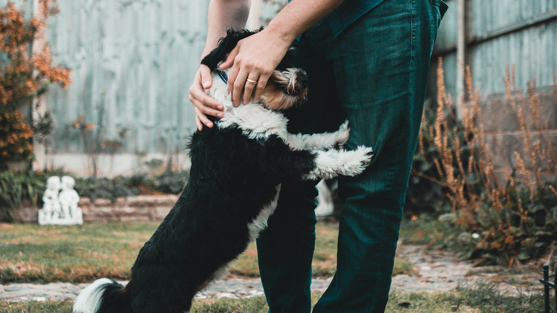 Magazyn Biogo - Dlaczego warto posiadać zwierzęta domowe? - zmieniajzbiogo.pl