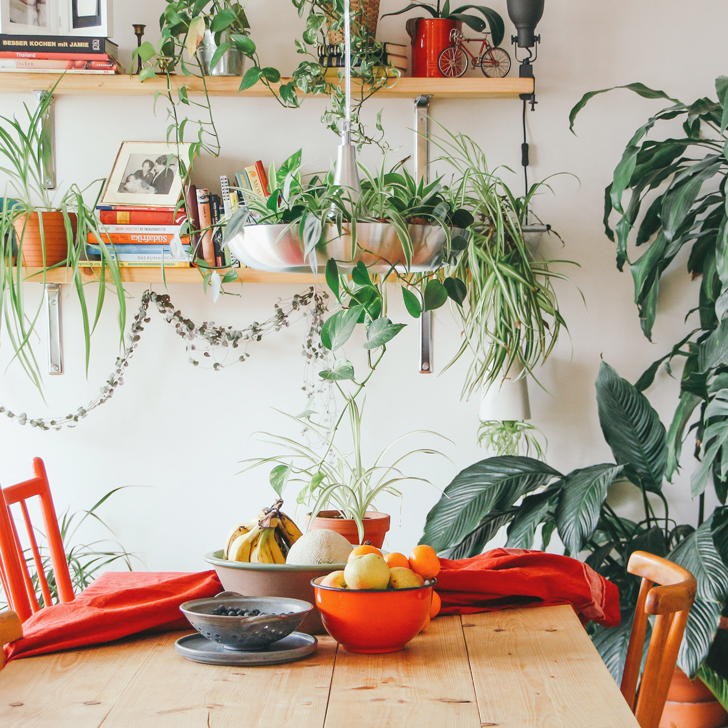 Magazyn Biogo - Jakie rośliny do mieszkania - zmieniajzbiogo.pl Magazyn Biogo - Rośliny w domu – dlaczego warto je uprawiać? - zmieniajzbiogo.pl