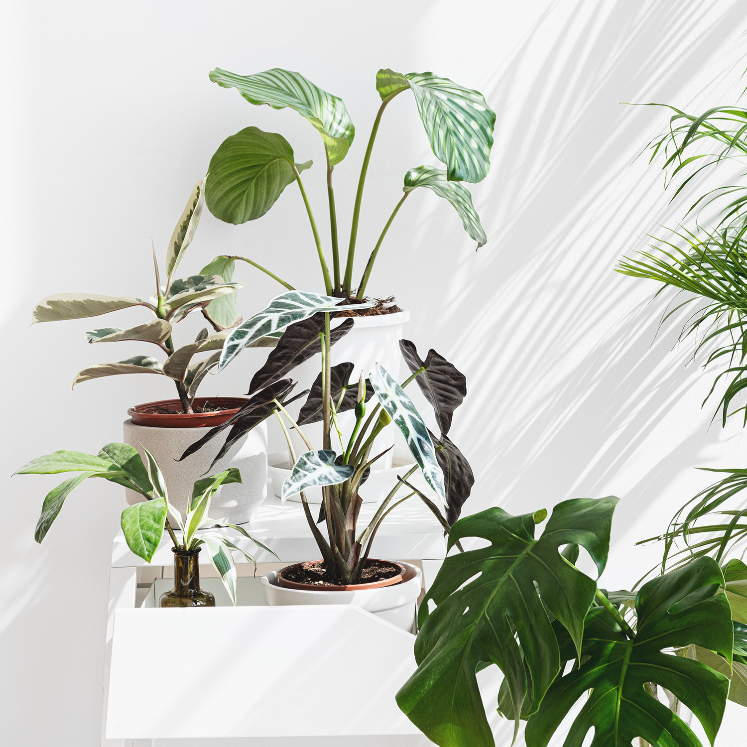 Magazyn Biogo - Jakie rośliny do domu - zmieniajzbiogo.pl