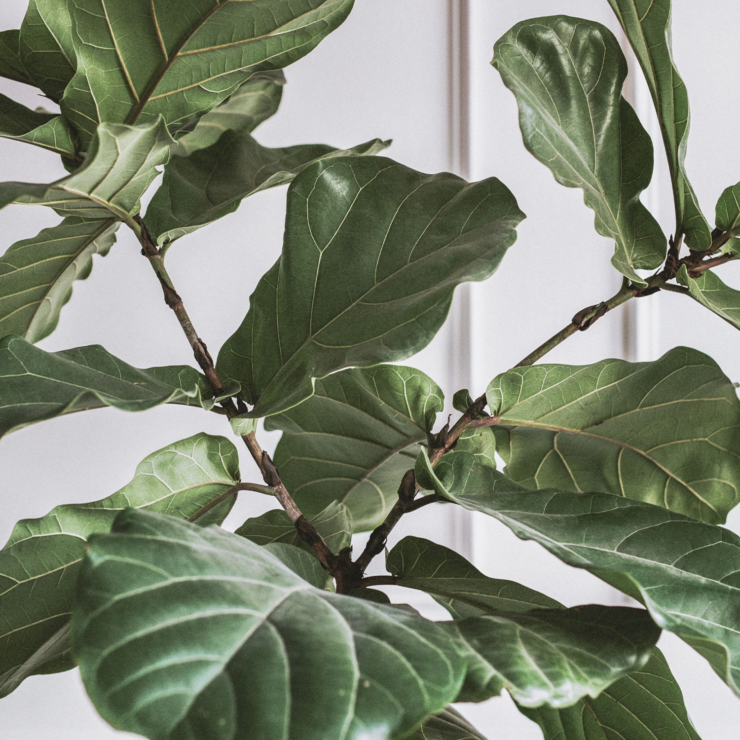 Magazyn Biogo - Jakie rośliny do mieszkania - zmieniajzbiogo.pl Magazyn Biogo - Rośliny w domu – dlaczego warto je uprawiać? - zmieniajzbiogo.pl