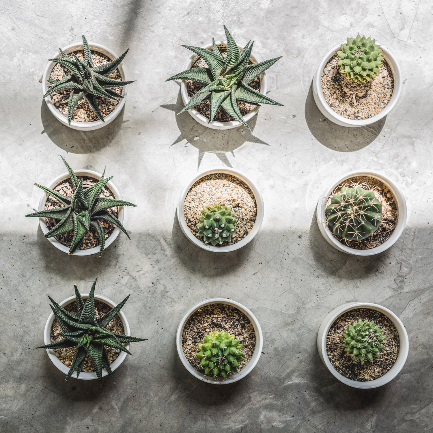 Magazyn Biogo - Jakie rośliny do mieszkania - zmieniajzbiogo.pl