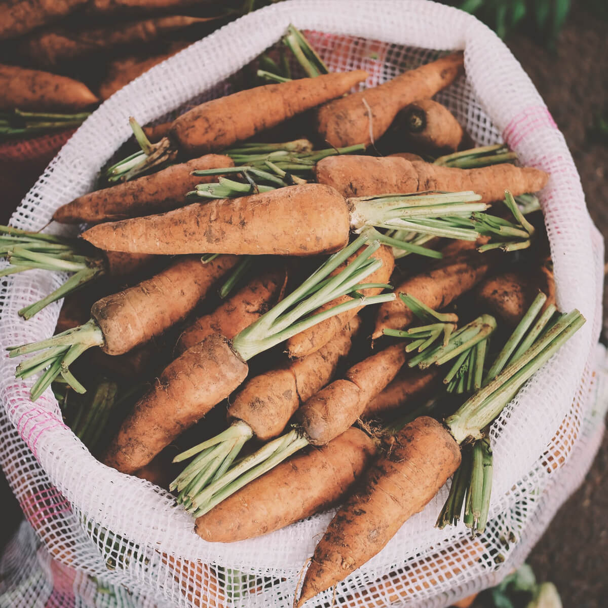 Magazyn Biogo - życie bliżej natury - zmieniajzbiogo.pl