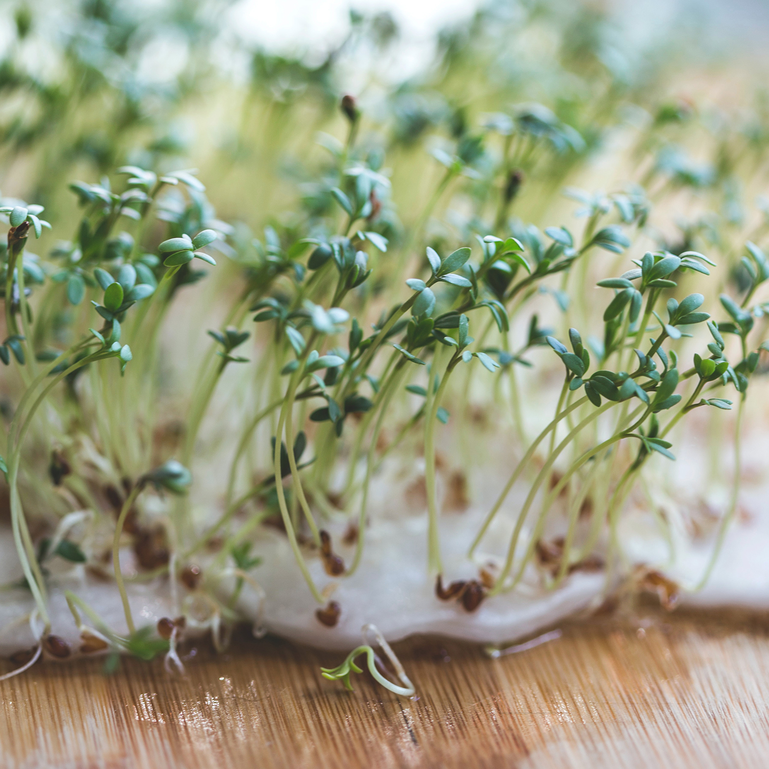 Magazyn Biogo - Czas na kiełki - zmieniajzbiogo.pl