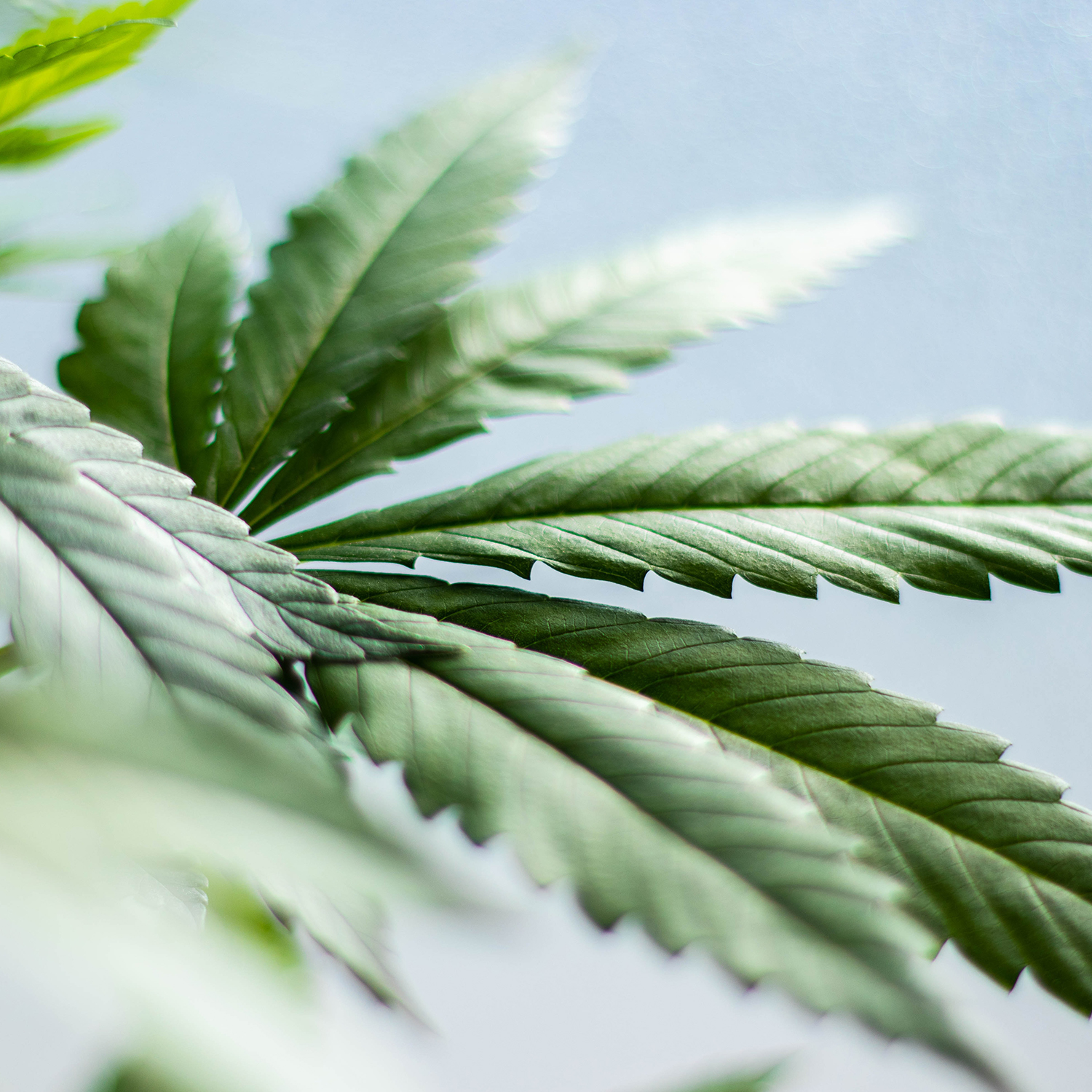 Magazyn Biogo - Tkanina konopna - zmieniajzbiogo.pl Magazyn Biogo - Tkaniny przyjazne środowisku - zmieniajzbiogo.pl