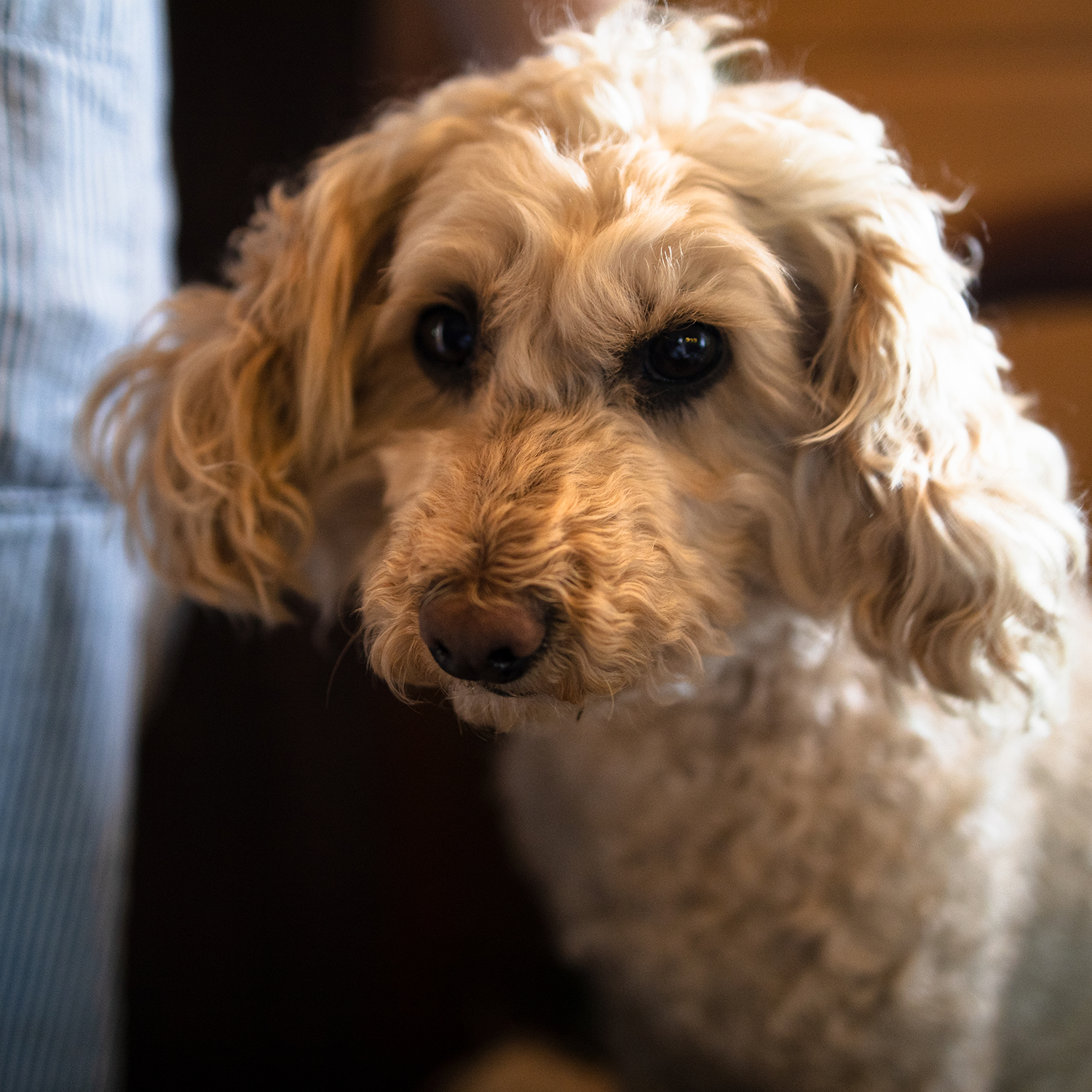 Magazyn Biogo - Nie wyobrażamy sobie życia bez zwierząt, to one nadają mu sens - zmieniajzbiogo.pl