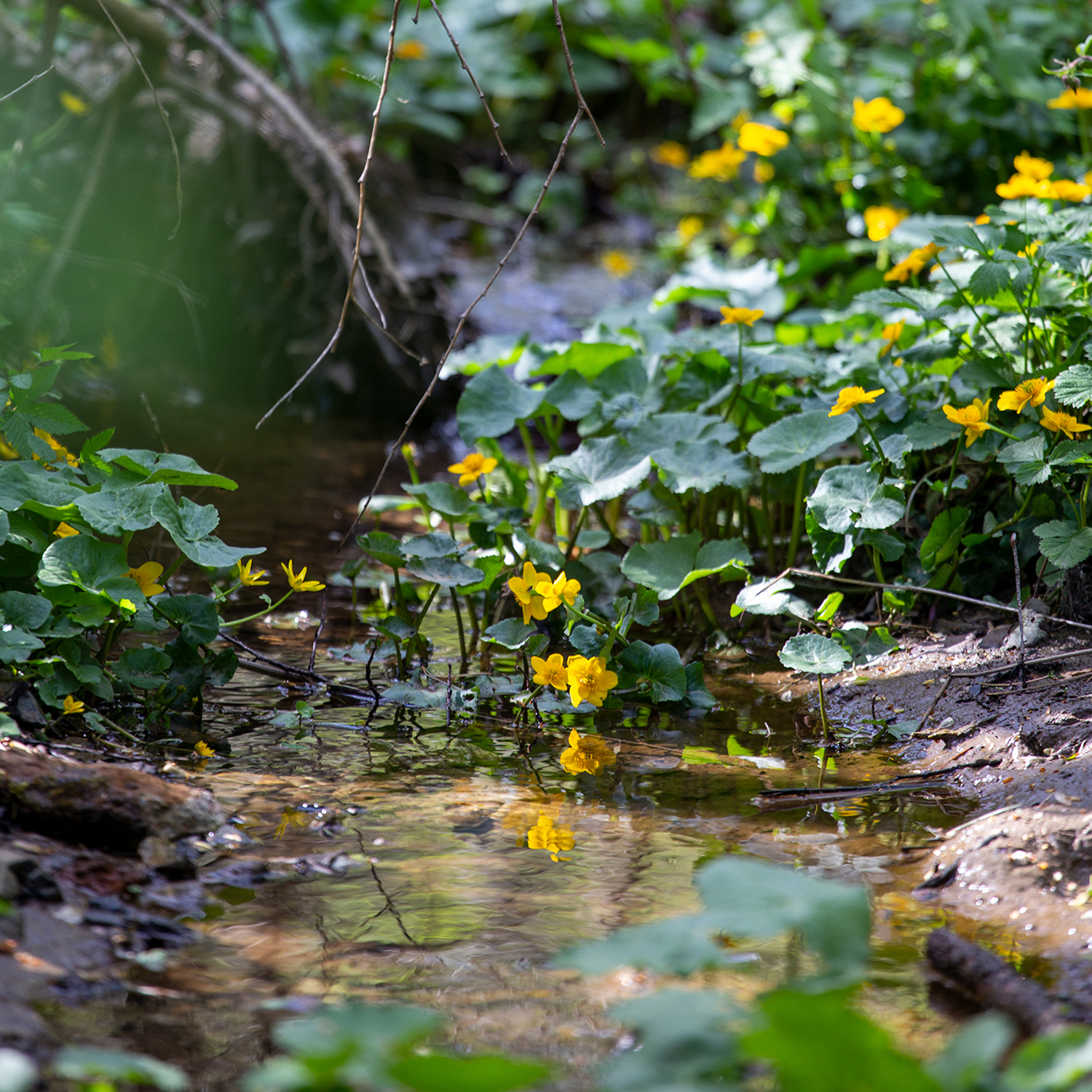 Magazyn Biogo - Nie wyobrażamy sobie życia bez zwierząt, to one nadają mu sens - zmieniajzbiogo.pl