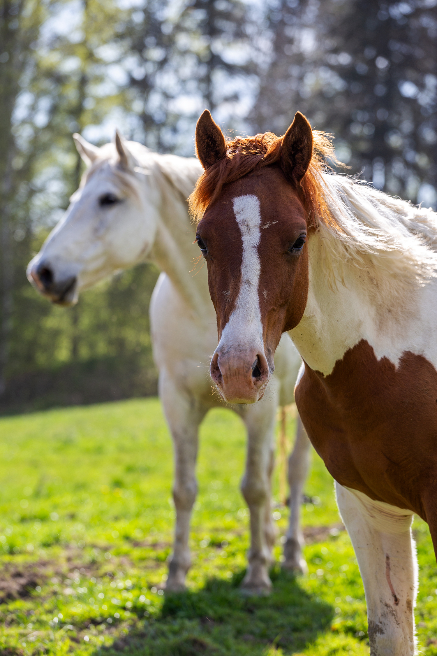 Magazyn Biogo - Nie wyobrażamy sobie życia bez zwierząt, to one nadają mu sens - zmieniajzbiogo.pl