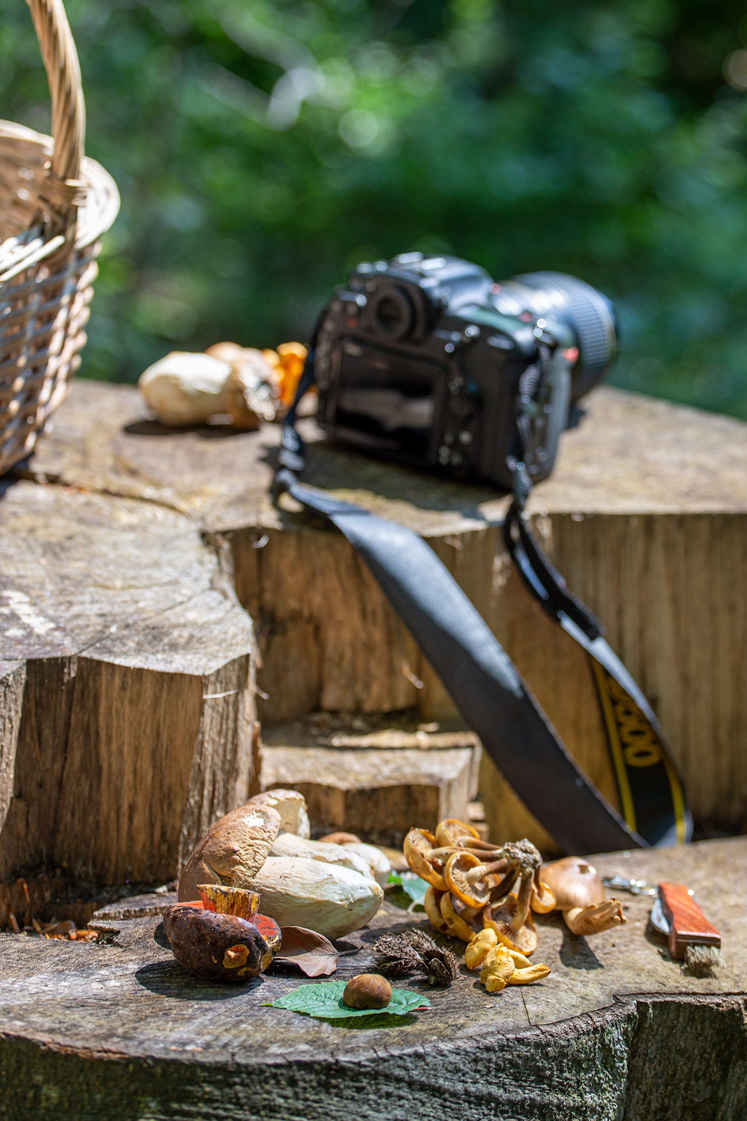 Magazyn Biogo - Leśne know-how - zmieniajzbiogo.pl